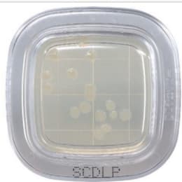 平片®DD20片SCDLP琼脂培养基PD0024 20片