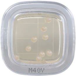 平切®DD20片M40Y琼脂培养基PD0021 20片
